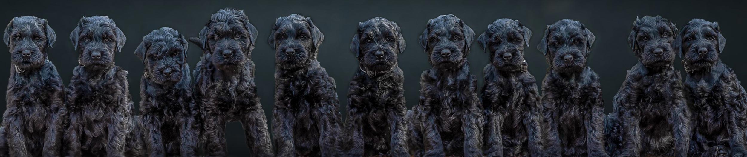 puppies